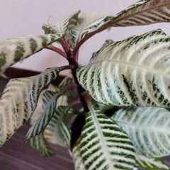 アフェランドラ・ダニア（ゼブリナ）／観葉植物・5〜6号鉢／美葉の良株の画像