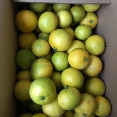 かぼす　大ゆず　の画像