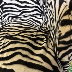 ゼブラ 2人掛けソファの画像