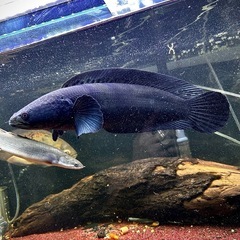 イエロートーマン40cmの画像