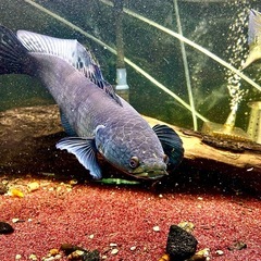 イエロートーマン40cmの画像