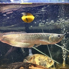 決まりました‼️シルバーアロワナ30cmの画像