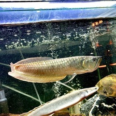 決まりました‼️シルバーアロワナ30cmの画像