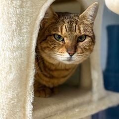 かわいいココちゃん🐅ベンガル