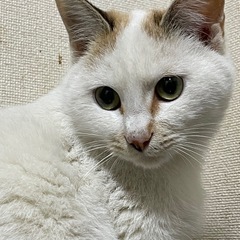 瓦礫の中で生きてきた姉妹　三毛猫カーコ