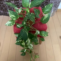 観葉植物　斑入りポトスの画像