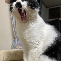 ハチワレひーちゃん　女の子　甘えん坊です！