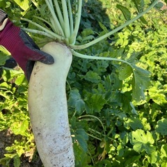 【11/22（土）】野菜セットの画像