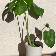 モンステラ　1鉢500円の画像