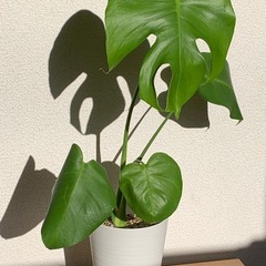 モンステラ　1鉢500円の画像