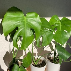 モンステラ　1鉢500円の画像