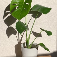 モンステラ　1鉢500円の画像