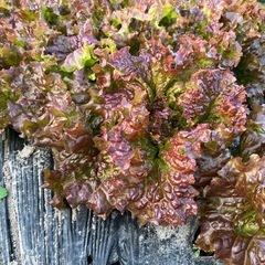 【11/22（土）】サニーレタスの画像