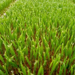 新米　令和7年産　彩のきずな　玄米30キロ　の画像