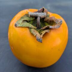 干し柿用渋柿10kg(約50個)の画像