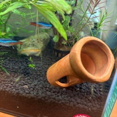 ミナミヌマエビ譲りますの画像