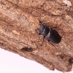 【わたくわ血統】メタリフェルホソアカクワガタ•ペアの画像