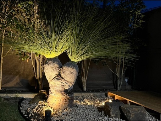 ブラックボーイ(クサントロエヤプレーシー)