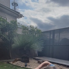 ブラックボーイ(クサントロエヤプレーシー)の画像