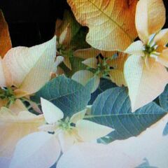 Poinsettia イエローの画像