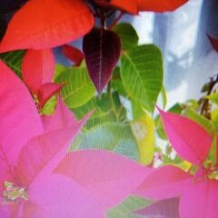Poinsettia イエローの画像
