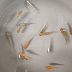 ★近松めだか（三色ラメミックス　15匹 2000円）の画像