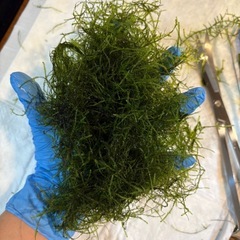 無農薬ウィローモスの画像