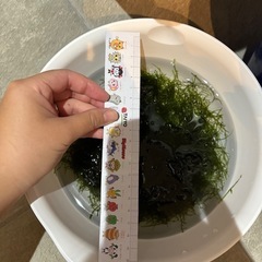 無農薬ウィローモスの画像