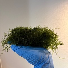 無農薬ウィローモスの画像