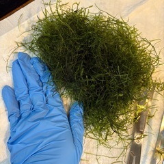 無農薬ウィローモスの画像