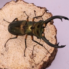 エラフスホソアカクワガタ♂単品の画像