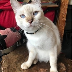 【里親募集】受付ストップ