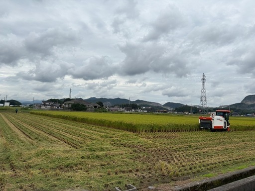令和7年産　姫ごのみ　