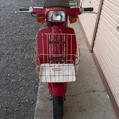 SUZUKI（スズキ）蘭の画像