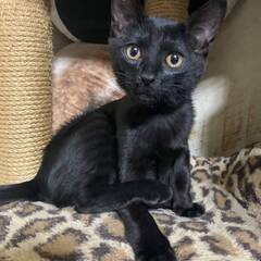 オス猫　里親募集　無料