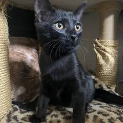 メス猫　里親募集　無料