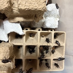 コオロギ/生き餌/エサ/爬虫類の画像