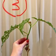 ベゴニアマクラータ　ベゴニア　観葉植物　1つ¥250の画像