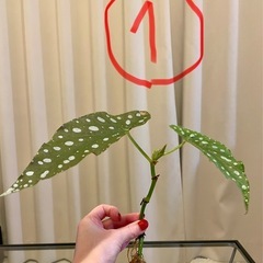 ベゴニアマクラータ　ベゴニア　観葉植物　1つ¥250の画像