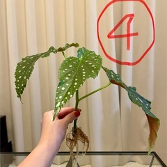 ベゴニアマクラータ　ベゴニア　観葉植物　1つ¥250の画像