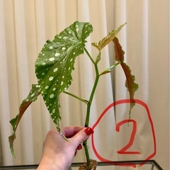 ベゴニアマクラータ　ベゴニア　観葉植物　1つ¥250の画像