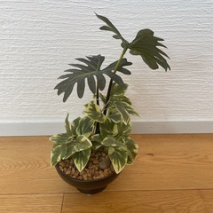 ニトリのフェイクグリーンの画像