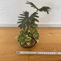 ニトリのフェイクグリーンの画像