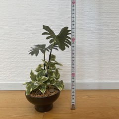 ニトリのフェイクグリーンの画像