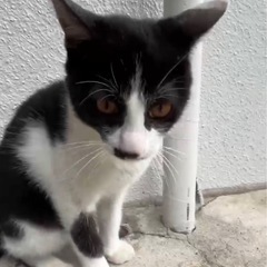 猫探してます。