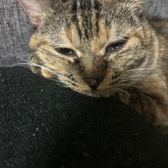 ウニちゃん12歳