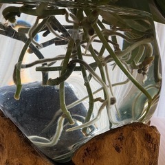 スキンダプサス ピクタス アレギレウス　挿し木　発根済み差し上げますの画像