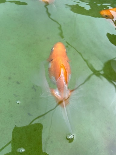 土佐金親魚