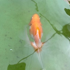 土佐金親魚の画像