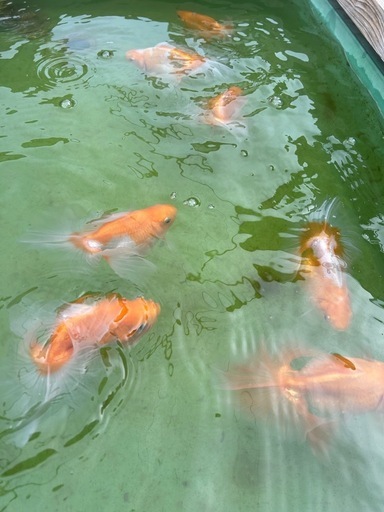 土佐金親魚